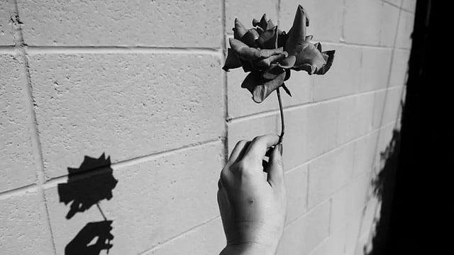 Poems About War, Grief, Flowers And Hope 