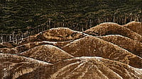 Forest without the Sky by Sangita Maity Woodcut print Courtesy: Shrine Empire