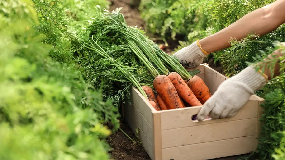 Learning to grow your food can be rewarding