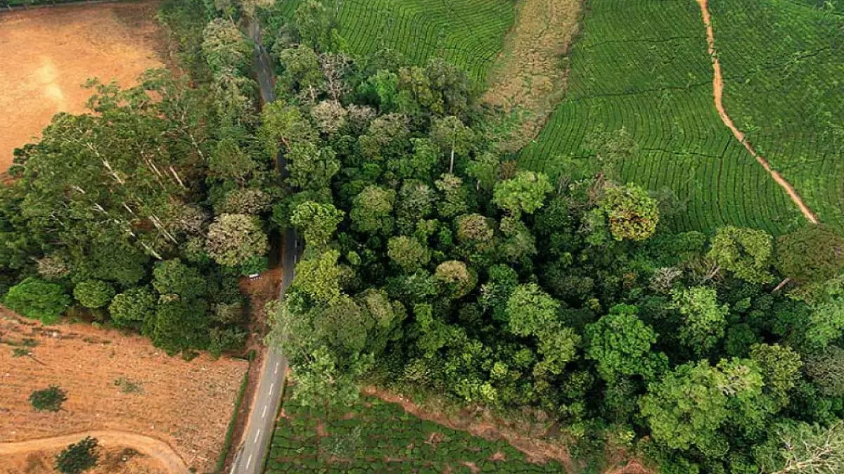 delhi, plantation, india, trees, stray cattles, indians, new delhi