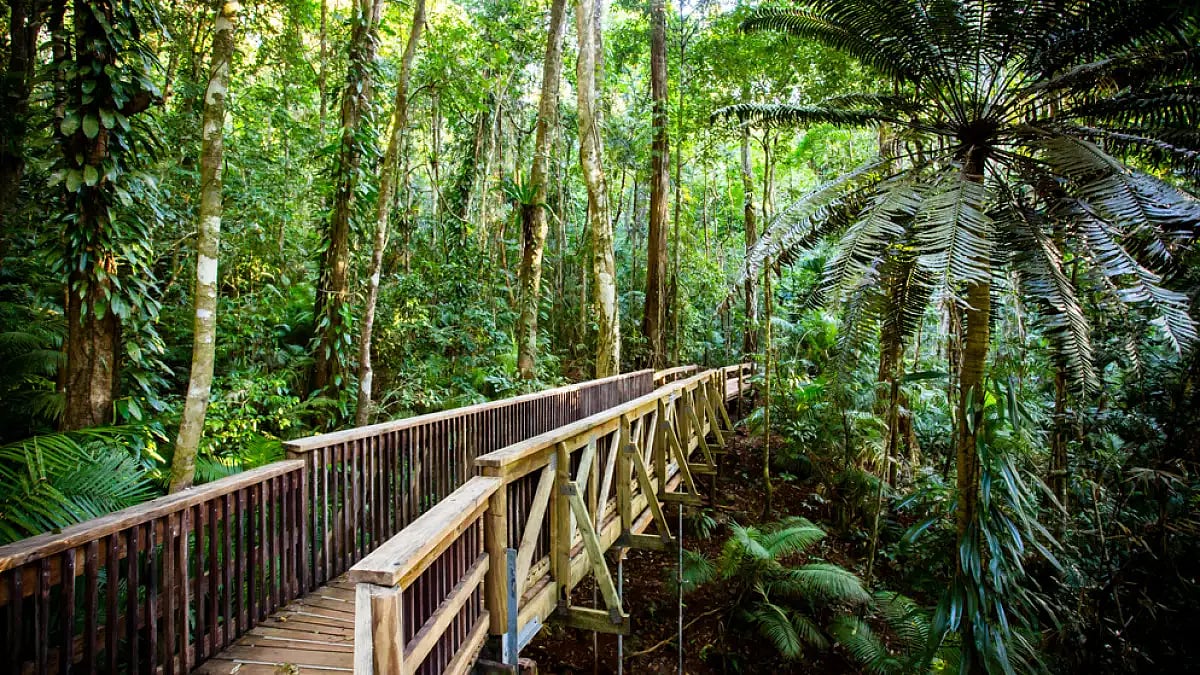 A wooden boardwalk can get up close with nature