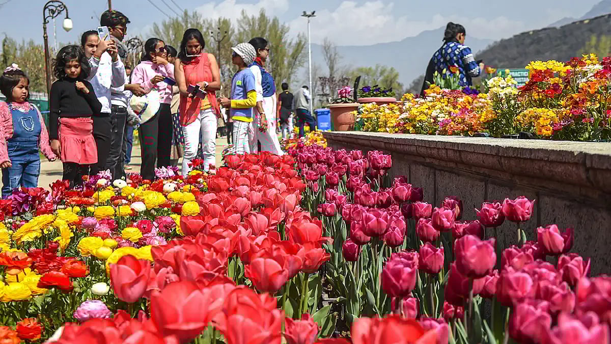 Tulip garden reopened.