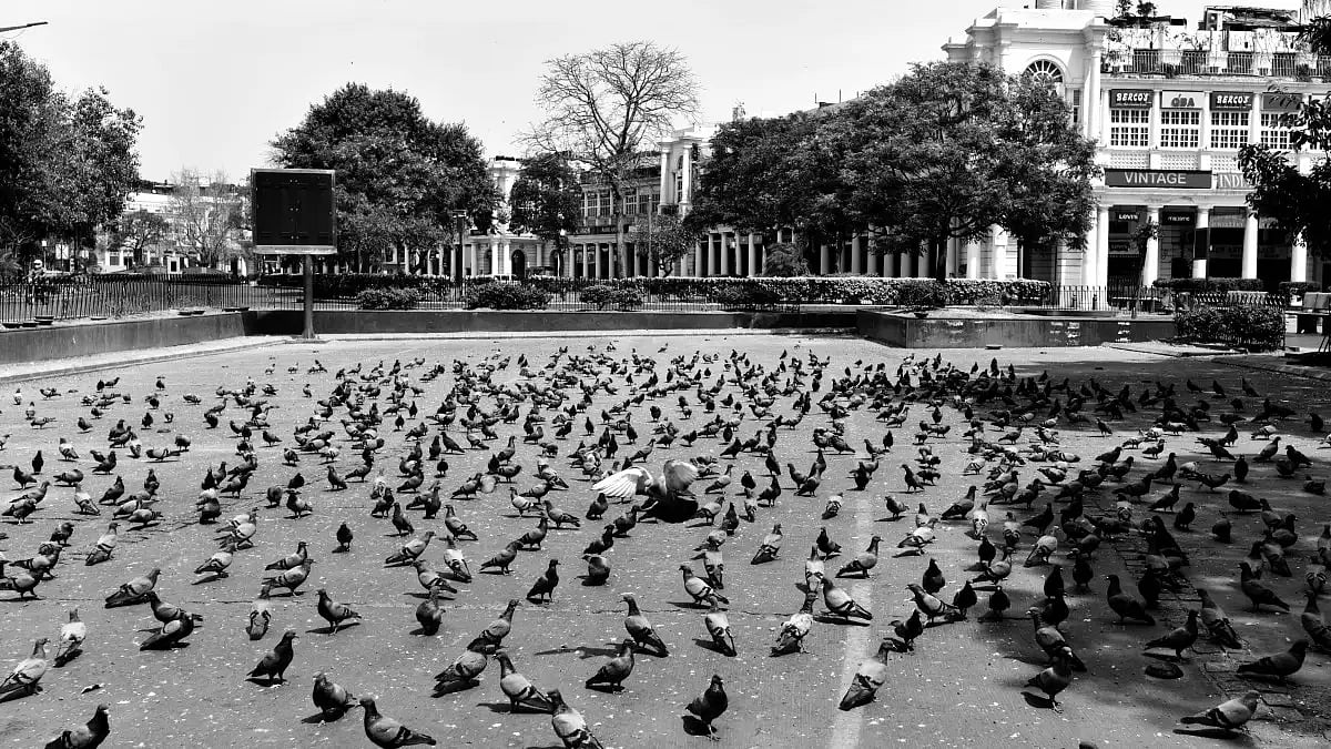 Pigeons at Connaught Place during 2020 lockdown
