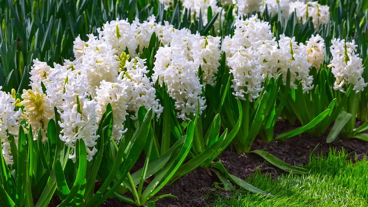 White hyacinths or 'sumbal' in bloom 