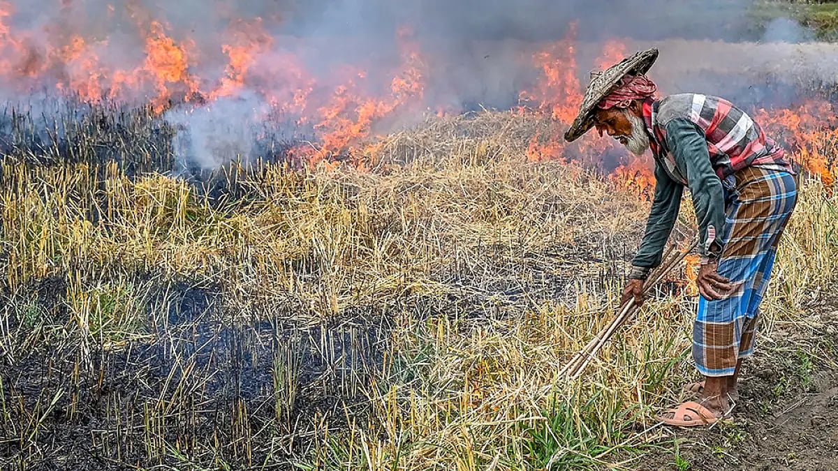 Paddy stubble burning 