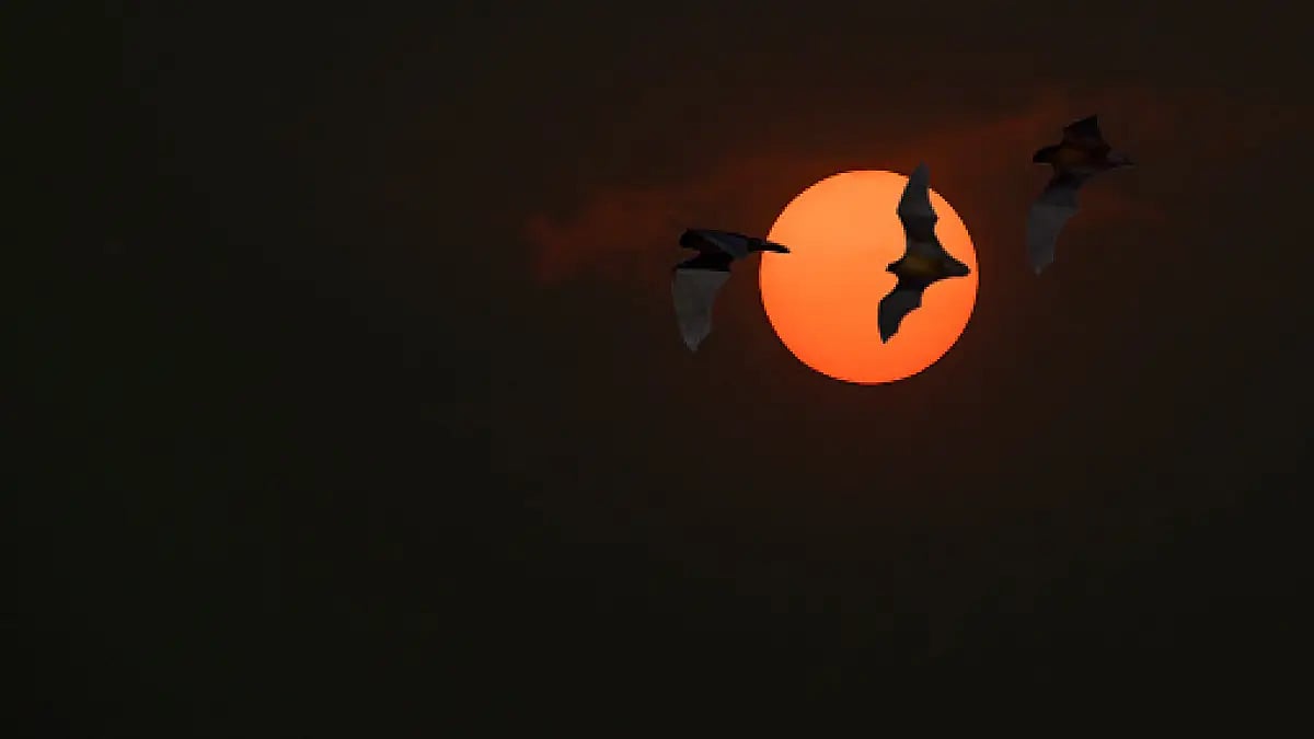 Why we watch horror films: The psychology of fear