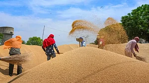 India’s Wheat Export Ban Raises Concerns In US And Europe