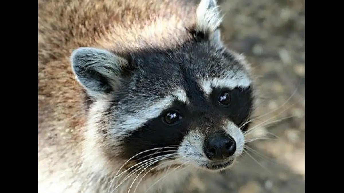 How to excel in the world of crypto as per Rekt On Arrival