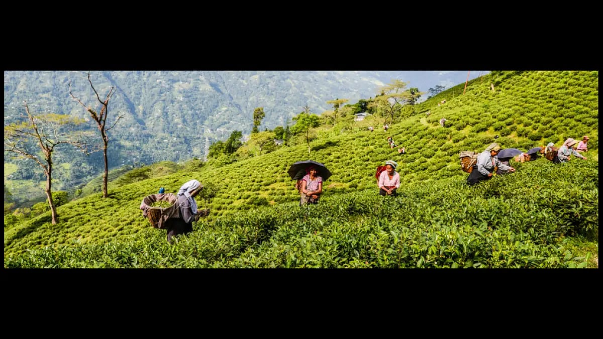 Darjeeling Tea was the first product to get the GI tag in India, in October 2004