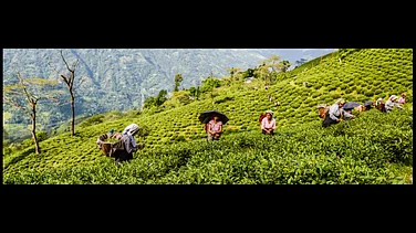 Darjeeling Mandarin Orange Secures GI Tag, Boosting Hopes For Farmer Revival