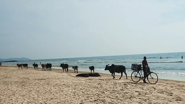 Beef In The Land Of Humans