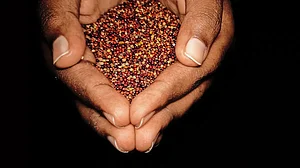 Indigenous Food: The Not-So-Secret Ingredient For Sustainability