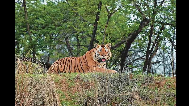 A tiger sighting