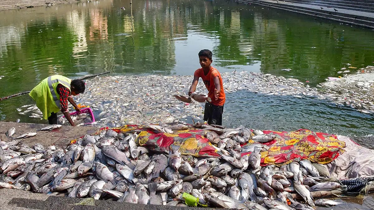 Microplastics Found in Fish of Uttarkhand's Alaknanda River