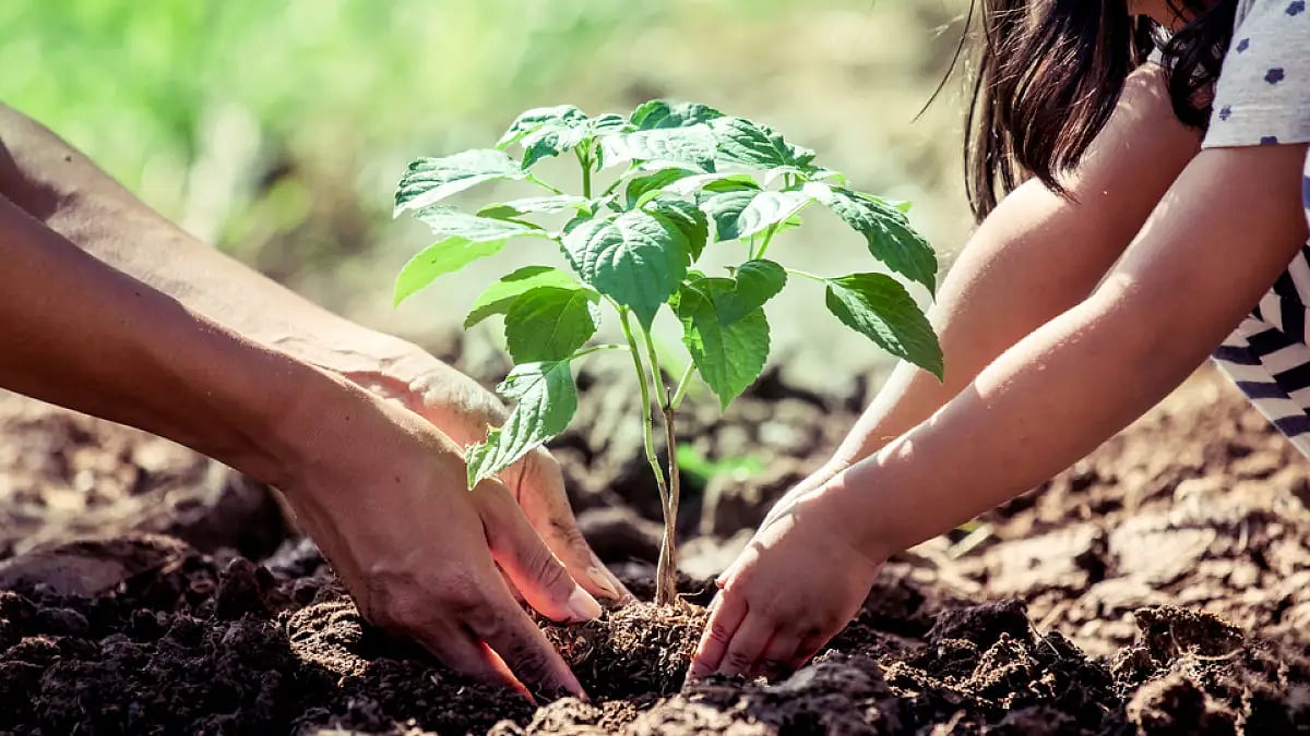 Plant a tree from your home this Earth Day