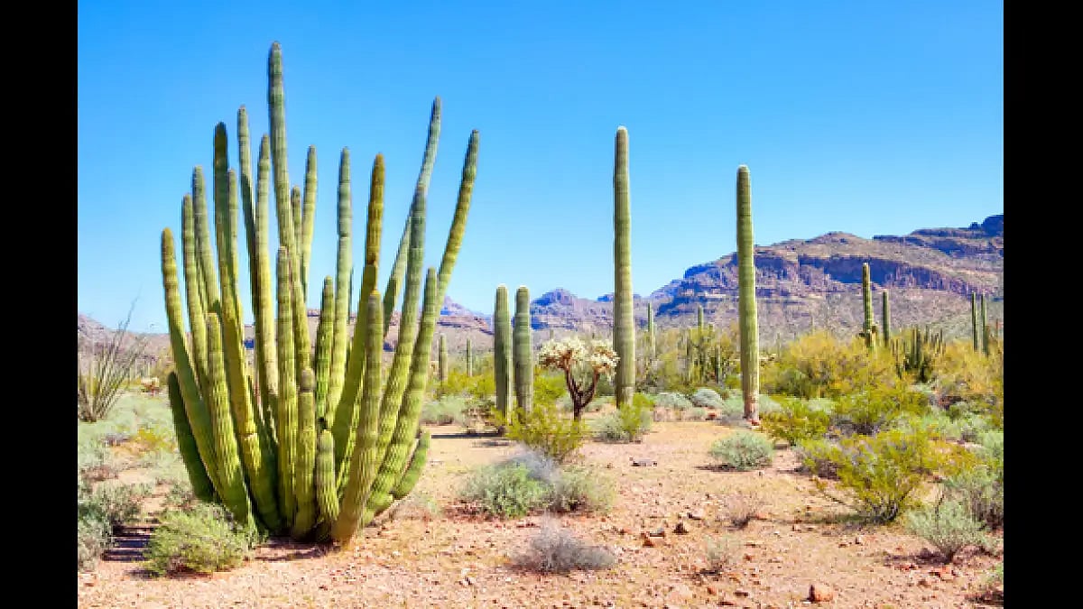 Organ Pipe Cactus National Monument, US