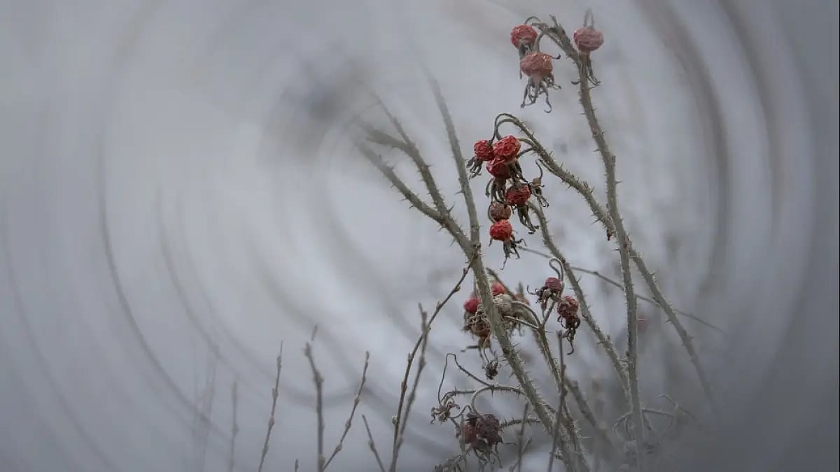 Banished voices: The poets of exile from conflict zones. (Representative image)