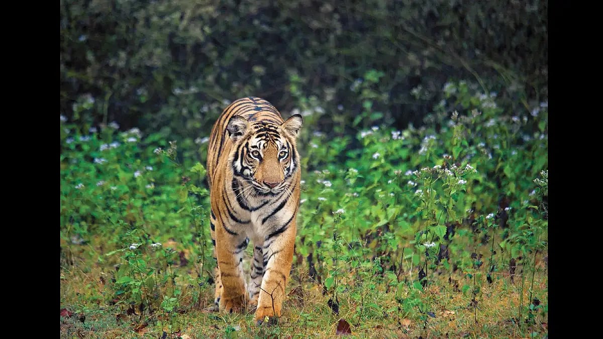 A tiger strolls in the forest