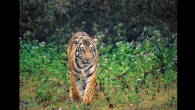 Into The Wild: The Tiger Reserves Of Tamil Nadu