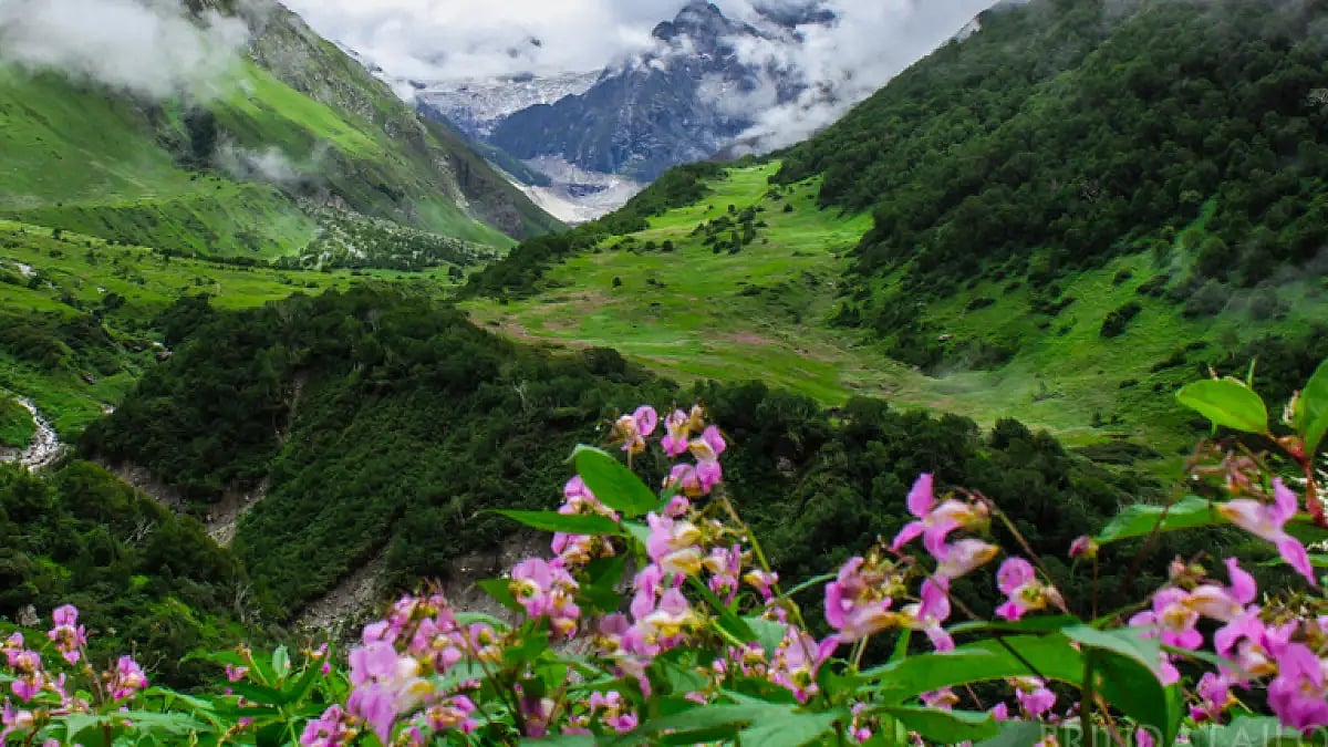 Valley Of Flowers Opens For Visitors