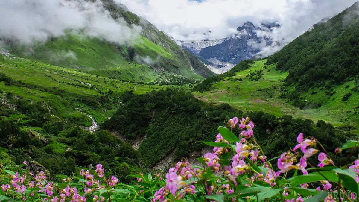 The Valley of Flowers has a rich biodiversity, with over 300 species of flowers