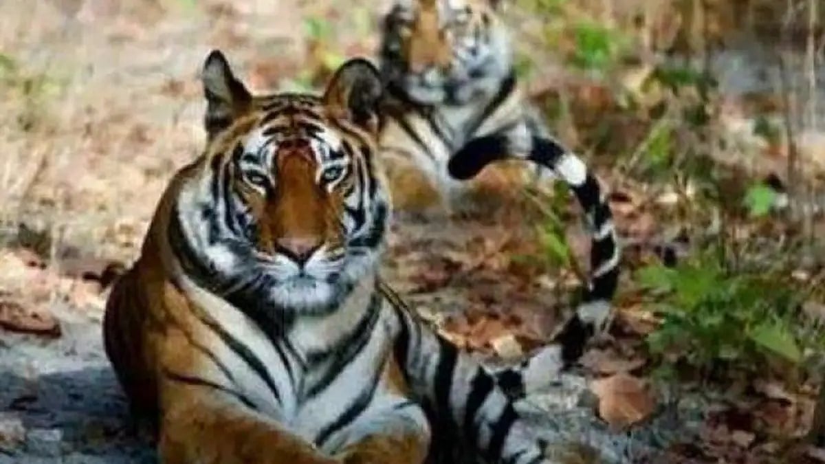  Corbett Tiger Reserve 