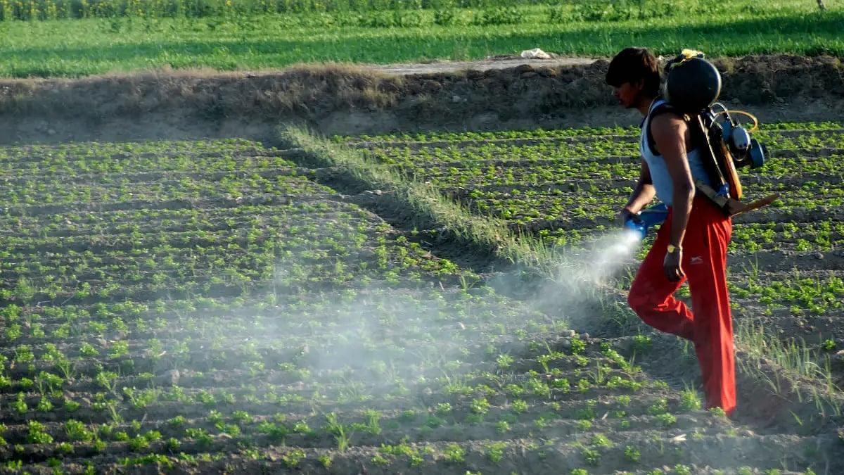 A farmworker spraying pesticides over crops in Haryana 