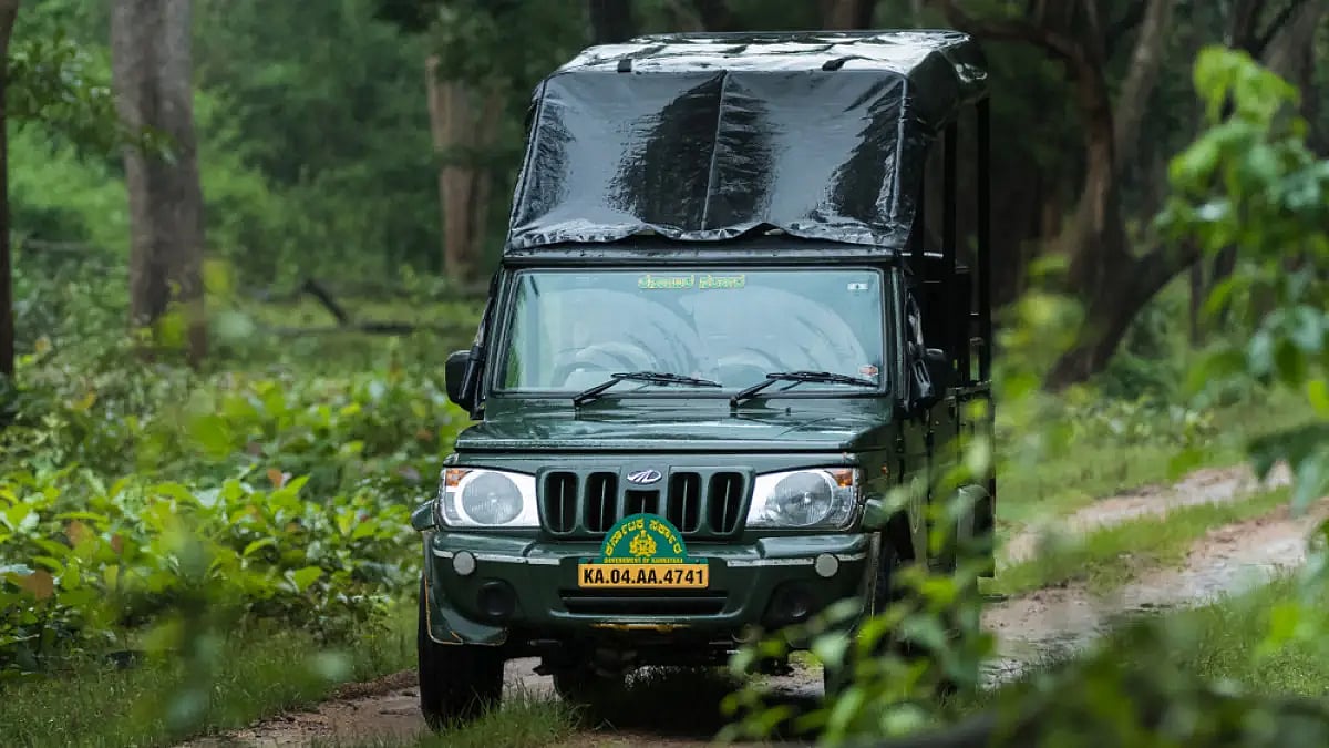 The safari vehicle in the forest 