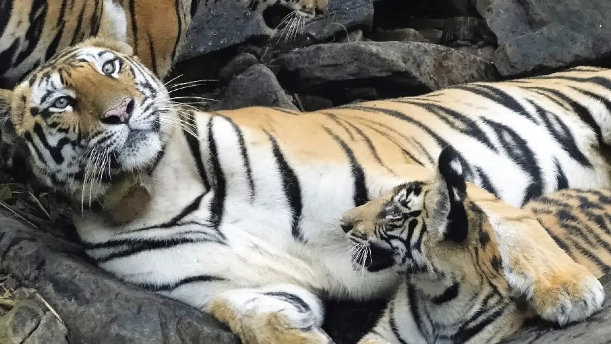 Mahas Pench tiger reserve to curb man-animal conflict