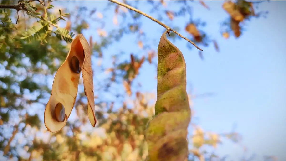 A view of wild Kumatiya tree seed pods