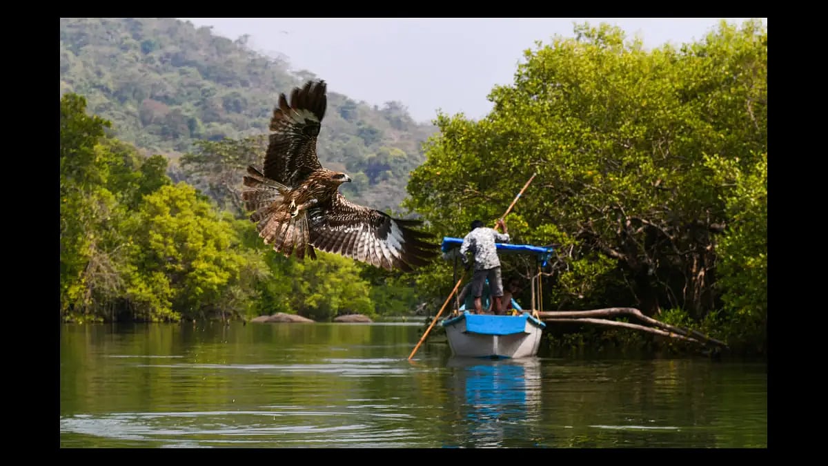 Goa's backwaters are great for gentle kayak rides and bird watching