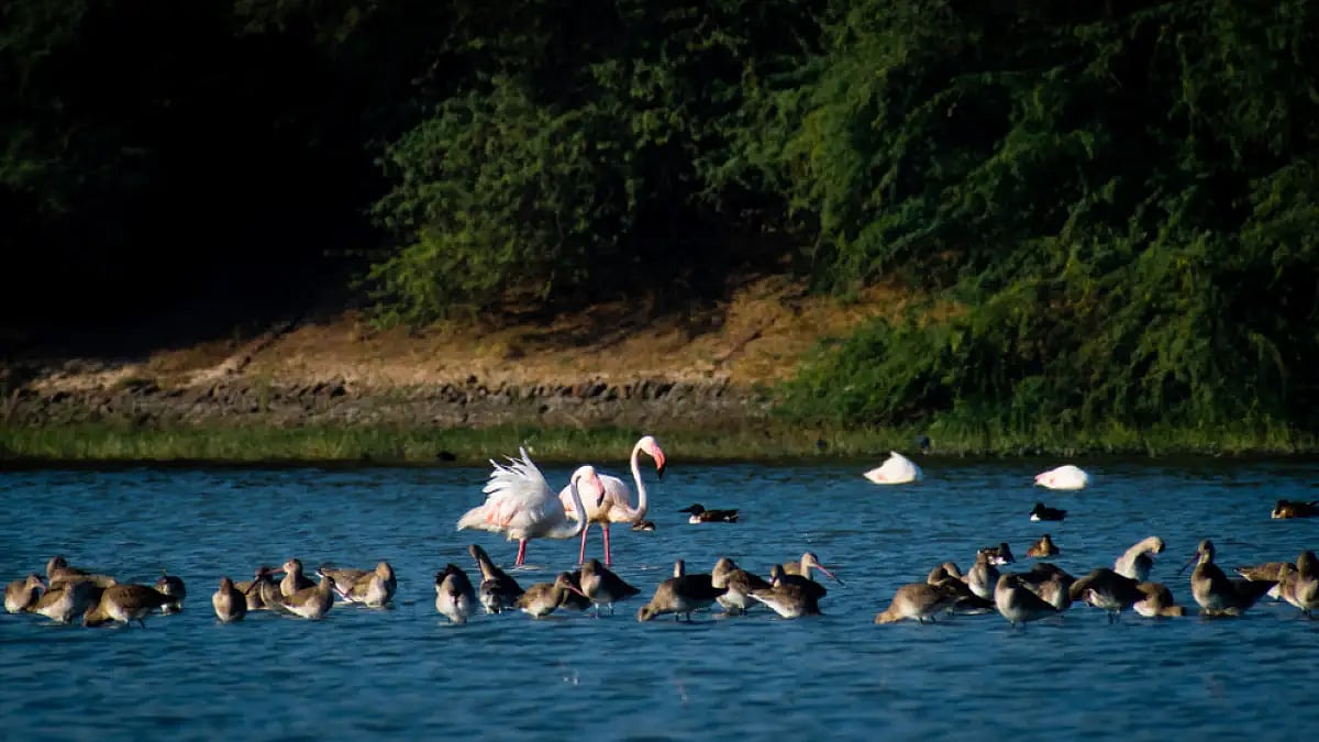 Gujarat is home to many birding hotspots 