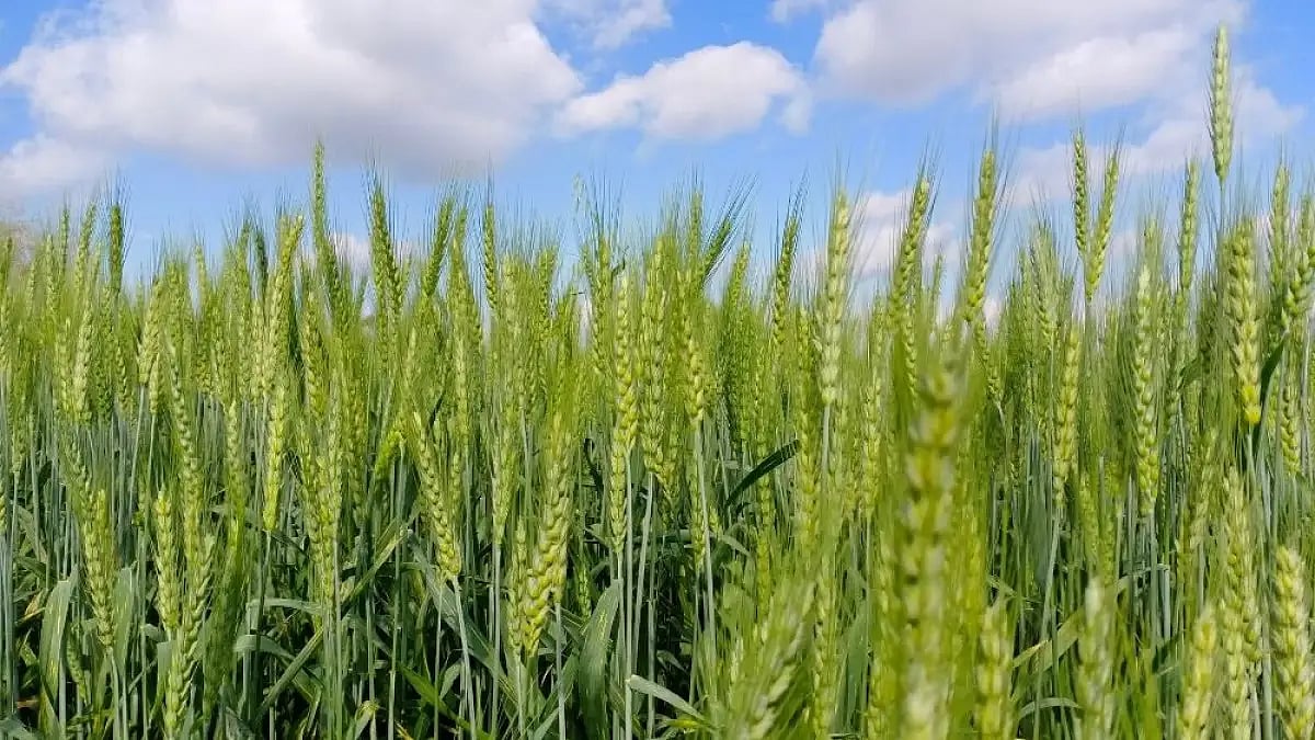  Faith, Gender, and Activism in the Punjab Conflict