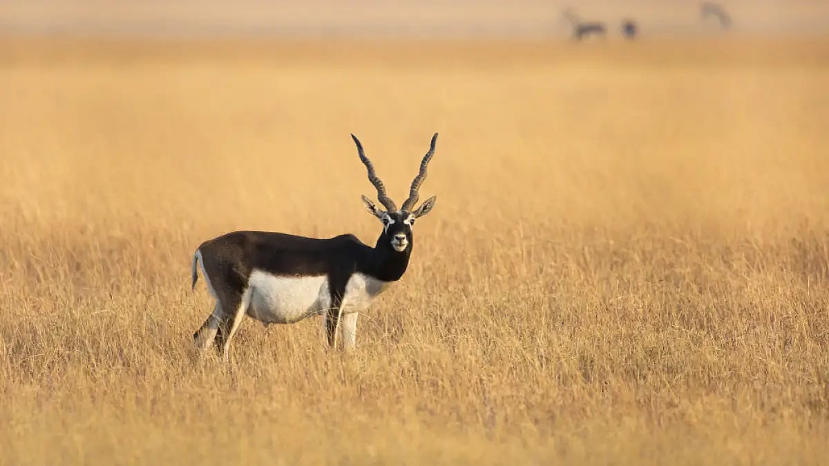A male blackbuck in Gujarats grasslands