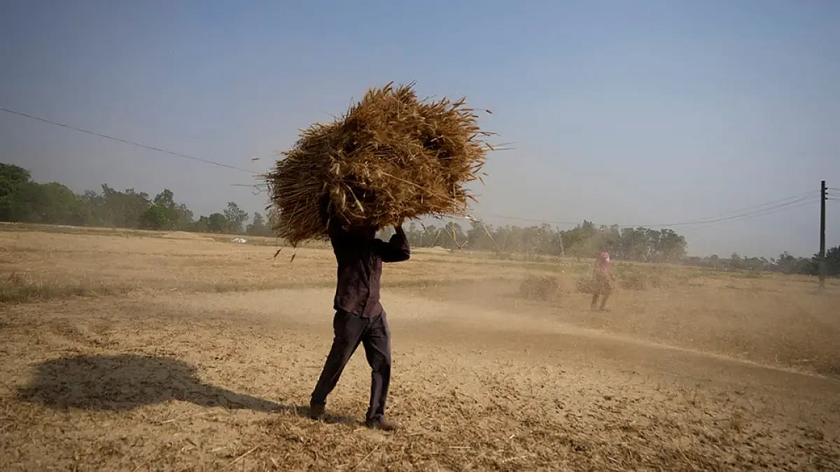 MP: Banned Wheat Exports To Ensure Adequate Domestic Supply, Says Union Minister