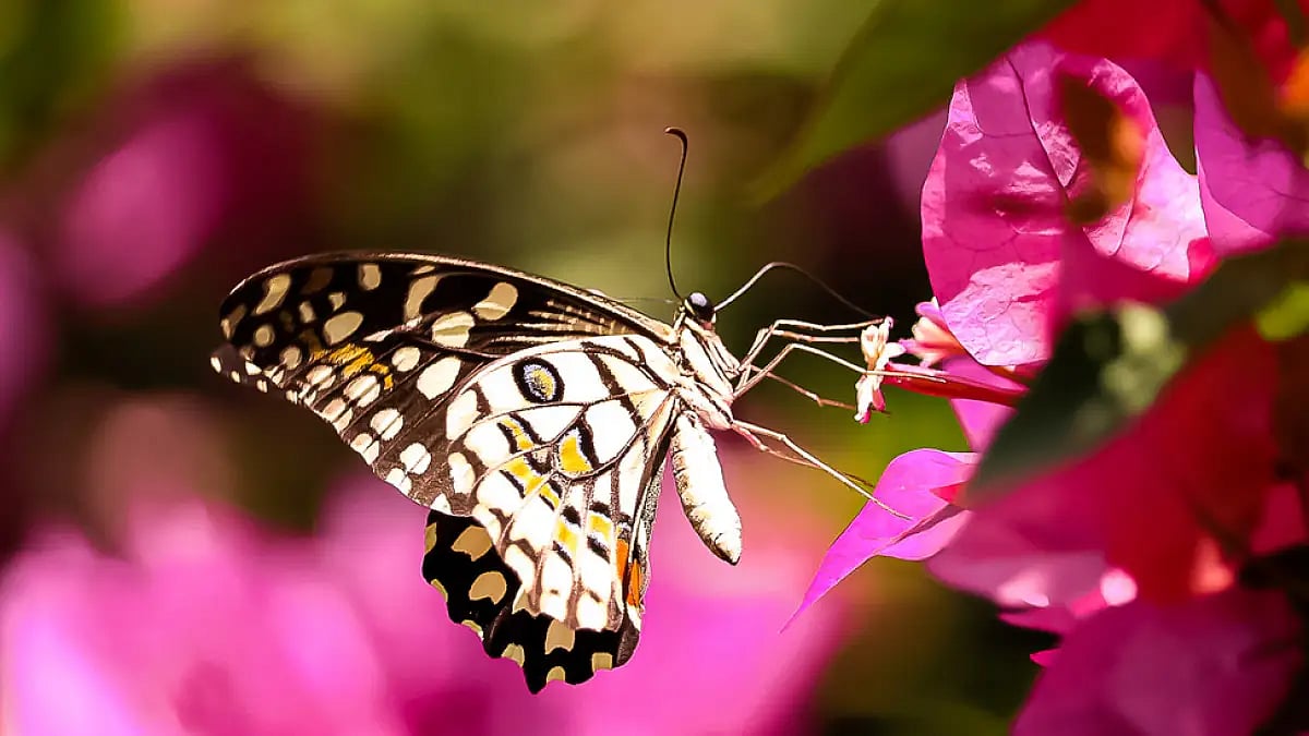 A Yellow Swallowtail butterfly
