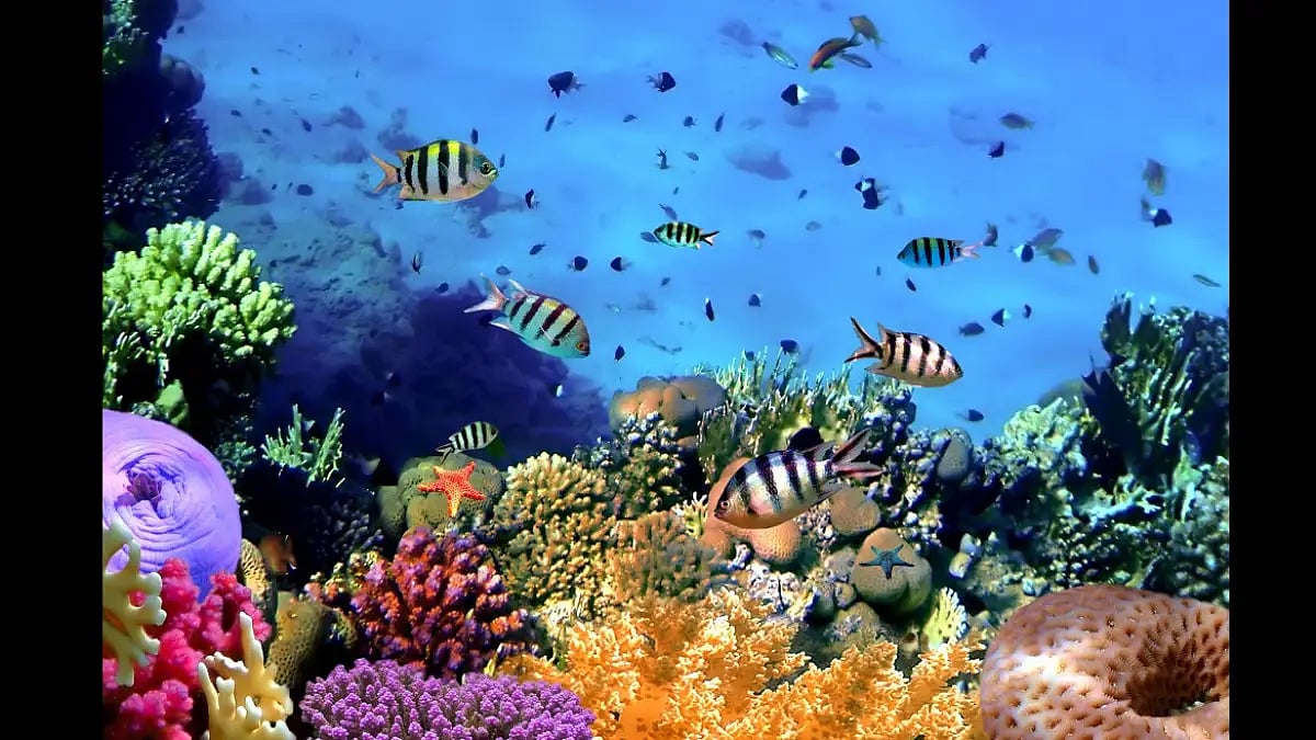 A colourful and vibrant underwater ecosystem held together by a coral reef in Thailand
