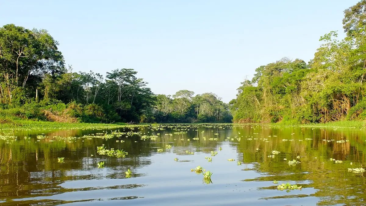 The Amazon rainforest in Peru