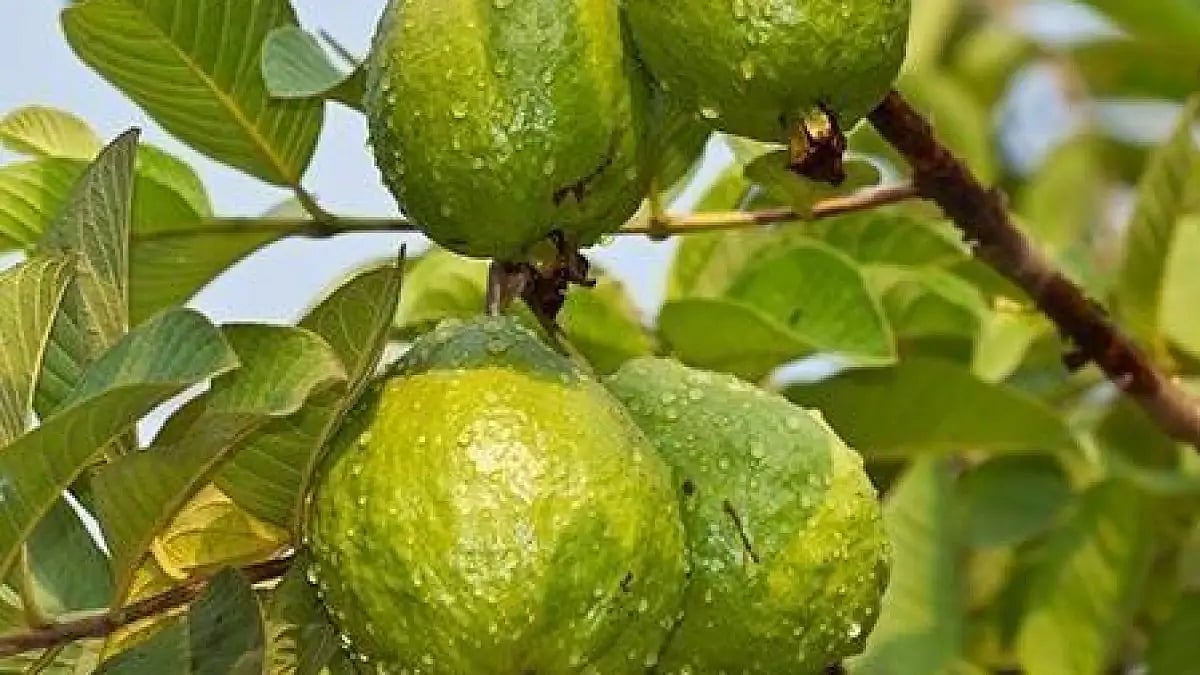 'down the street from my house a guava tree grows'