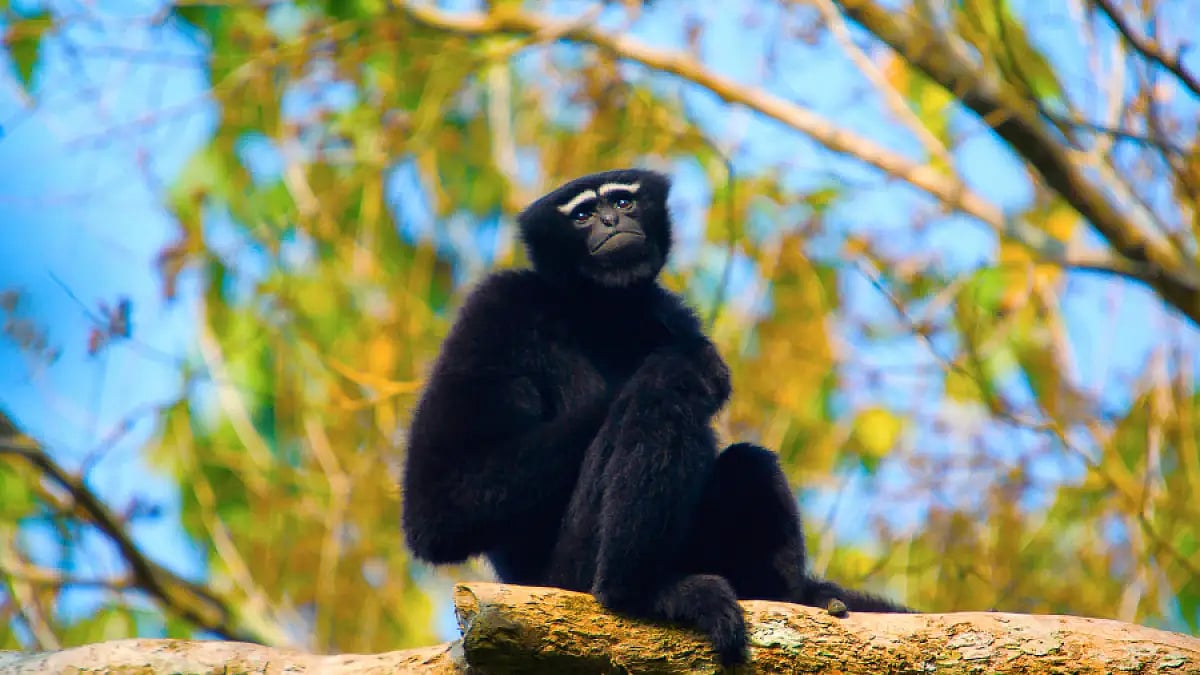 Hoolock Gibbon