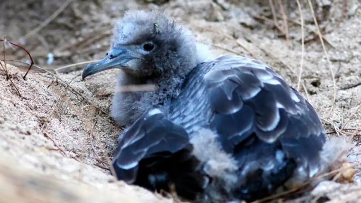 Birds falling from the sky