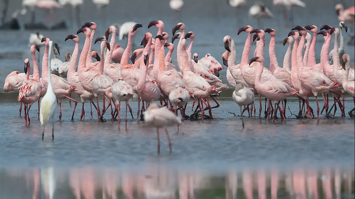 Flamingos found dead at several locations in Mumbai 