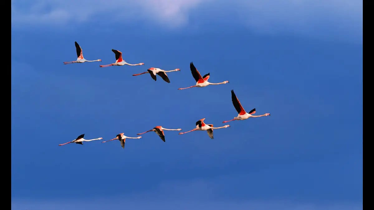 Migratory birds flying.