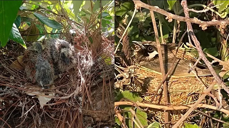Spotted Dove (left) and brooding by White Eared Bulbul (right). - null