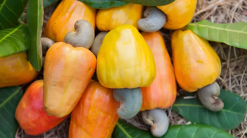 The feni in Goa is made from several sources, one being cashews