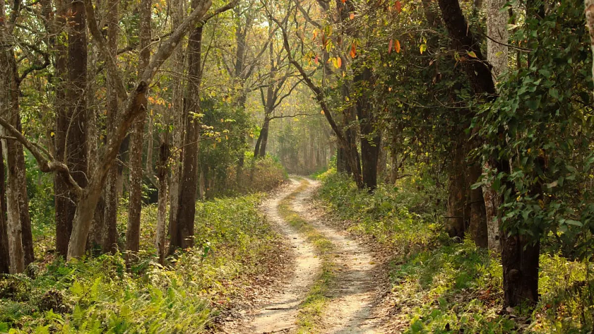 Assam’s Behali Reserve Forest designated as wildlife sanctuary (representative image)