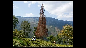Tea garden near Rangaroon village