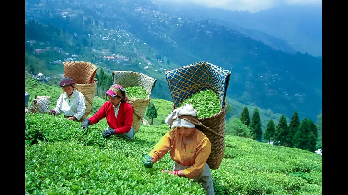 How Cheaper, Sub-Standard Nepali Tea Is Eating Into India's Darjeeling Tea Market