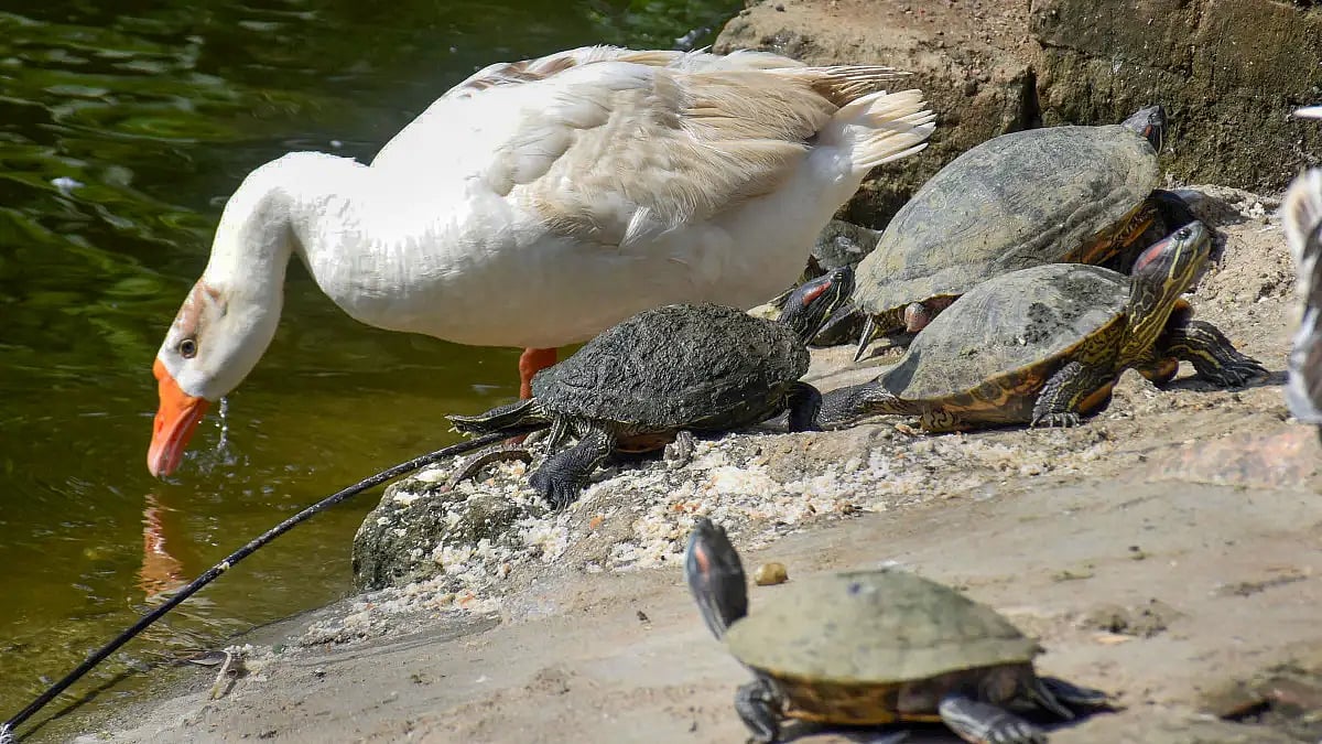 Goose and turtles