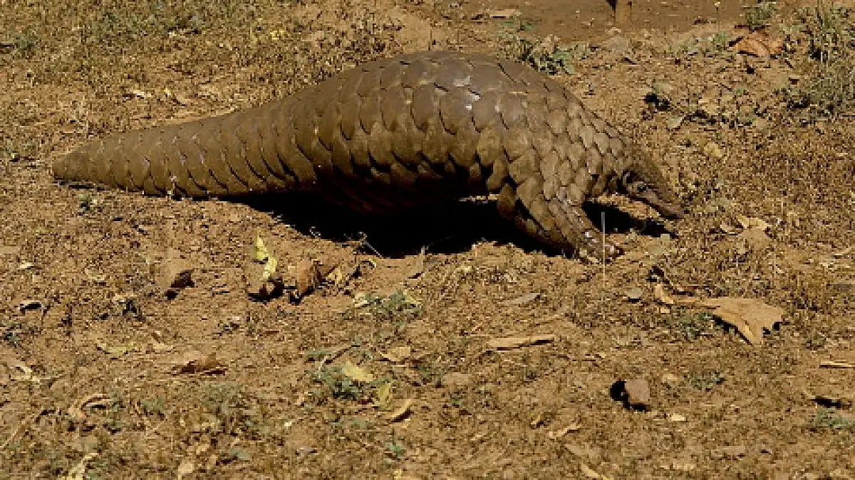 Pangolin spotted in a village in Odisha 